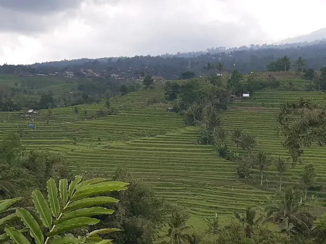 Campuhan Ridge Walk