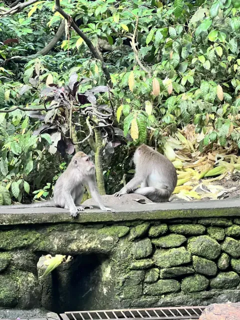 Sacred Monkey Forest