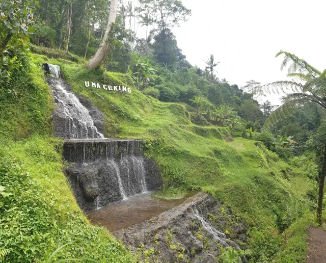 Tegallalang Rice Terrace